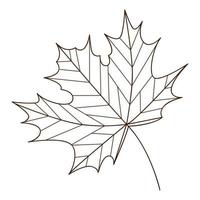 maple autumn leaf. Botanical, plant design element with outline. Autumn time. Doodle, hand-drawn. Flat design. Black white vector illustration. Isolated on a white background