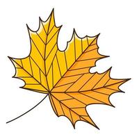 Yellow orange maple autumn leaf. Botanical, plant design element with outline. Autumn time. Doodle, hand-drawn. Flat design. Color vector illustration. Isolated on a white background.