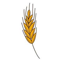 Yellow wheat, rye spikelet. A symbol of autumn, harvest. Design element with outline. Doodle, hand-drawn. Flat design. Color vector illustration. Isolated on a white background.