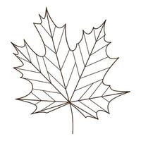 maple autumn leaf. Botanical, plant design element with outline. Autumn time. Doodle, hand-drawn. Flat design. Black white vector illustration. Isolated on a white background.