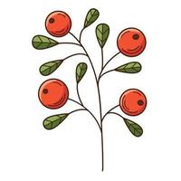 A twig with berries and leaves. Lingonberry, a forest plant. Botanical, plant design element with outline. Doodle, hand-drawn. Flat design. Color vector illustration. Isolated on a white background.