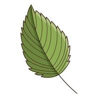 Green birch leaf. Botanical, plant design element with outline. Time of summer, autumn. Doodle, hand-drawn. Flat design. Color vector illustration. Isolated on a white background.