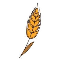 Yellow wheat, rye spikelet. A symbol of autumn, harvest. Design element with outline. Doodle, hand-drawn. Flat design. Color vector illustration. Isolated on a white background.