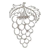 a bunch of grapes with leaves. The symbol of the harvest. Autumn theme. Design element with outline. Doodle, hand-drawn. Black white vector illustration. Isolated on a white background