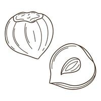 Hazelnut in the shell. A whole nut and a half. A symbol of autumn, harvest. Design element with outline. Doodle, hand-drawn. Black white vector illustration. Isolated on a white background