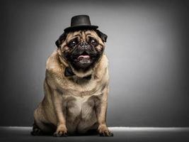 señor perro pug en un cilindro y corbatín. foto