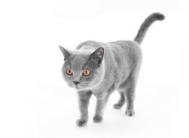 gato británico de pelo corto aislado en blanco. caminando foto