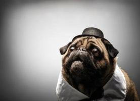 Curious pug dog in a black hat. photo