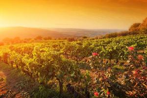 Vineyard in Tuscany, Ripe grapes at sunset photo