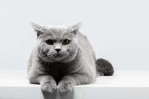 British Shorthair cat lying on white table photo