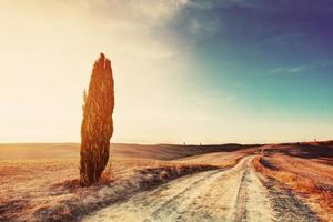 Cypress tree and field road in Tuscany, Italy photo