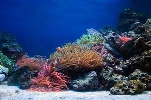 Underwater life, Fish, coral reef photo