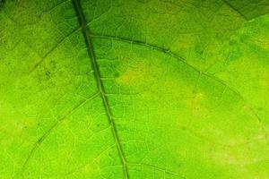 Green leaf background, close-up. photo