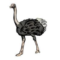 common ostrich Vector white background