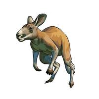 Red Kangaroo Vector white background