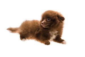 Pomeranian spitz puppy photo