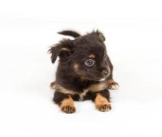 cachorro chihuahua frente a un fondo blanco foto