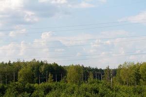 bosque en verano, rusia foto