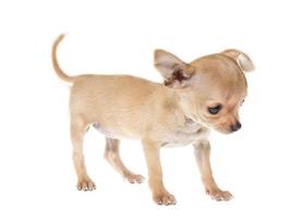 Funny puppy Chihuahua poses on a white background photo