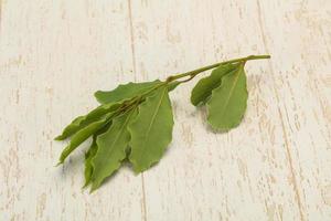 Green laurel leaves on the branch photo