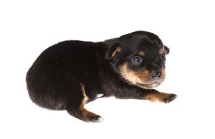 Funny puppy Chihuahua poses on a white background photo