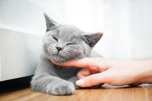 Happy kitten likes being stroked by woman's hand. photo