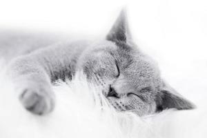 Young cute cat resting on white fur photo