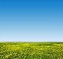 Green grass and blue sky photo