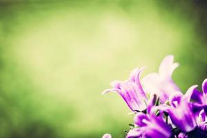 primer plano de flores frescas sobre fondo natural de hierba. foto