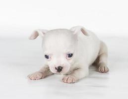 chihuahua puppy  in front of a white background photo