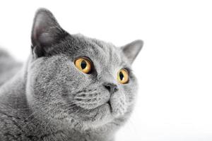 gato británico de pelo corto aislado en blanco. retrato de la cara foto