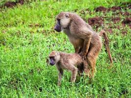 Baboon monkey copulation. Safari in Tsavo West, Kenya, Africa photo