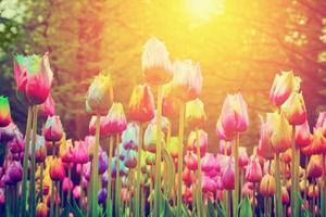 Colorful flowers, tulips in a park, sun shining. Vintage photo