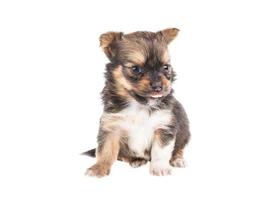 Funny puppy Chihuahua poses on a white background photo