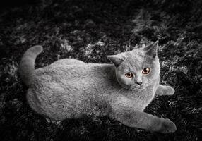 Adorable cat with ginger orange eyes lying on black and white carpet photo