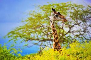 Giraffe in bush. Safari in Tsavo West, Kenya, Africa photo