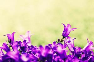 Fresh flowers close-up on grass natural background. photo