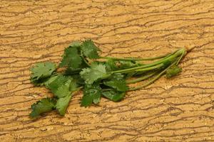 hojas frescas de cilantro verde maduro foto