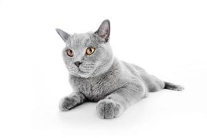 gato británico de pelo corto aislado en blanco. mintiendo foto