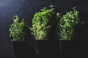 Three pots with different herbs on black background photo