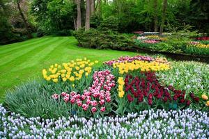 Colorful tulip flowers in spring photo