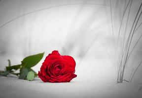 Red rose on the beach. Color against black and white. Love, romance, melancholy concepts. photo