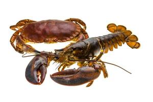 Raw Lobster and Crab photo