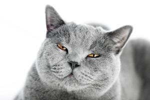 British Shorthair cat isolated on white. Angry, irritated photo