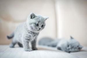 Two little british shortcut kittens. photo