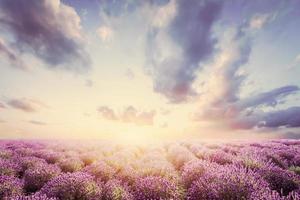 Lavender flower field at sunset. Vintage photo