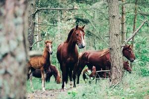 Herd of brown horses walking in the green forest. photo