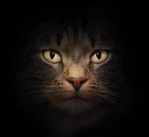 cara de gato con hermosos ojos foto