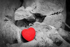 Red heart in a tree trunk and branches. Love symbol. Red against black and white photo