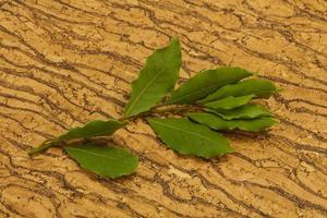 Green laurel leaves on the branch photo